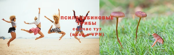 ГАЛЛЮЦИНОГЕННЫЕ ГРИБЫ Новозыбков